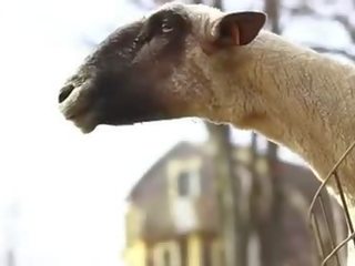 Ziegen Und Schafe Die Wie Menschen Schreien